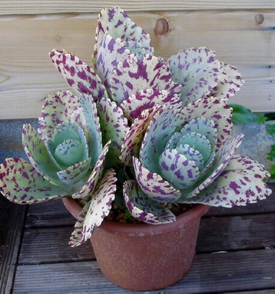 Kalanchoe Kalanchoe spp. Seeds for planting in flower bed