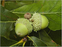 Oak Tree Seeds for growers establishing the Strong Garden Trees