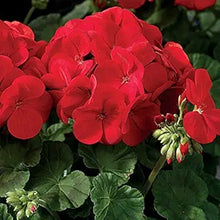 Geranium Seeds (Pelargonium zonale) for a lasting display in the indoor pots or backyard containers