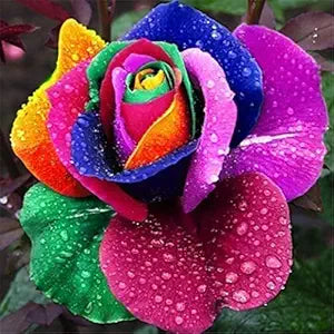 Rose Rosa Hybrida Holland Rainbow Flower Seeds for Planting – Colorful Variety for Garden Borders and Floral Displays