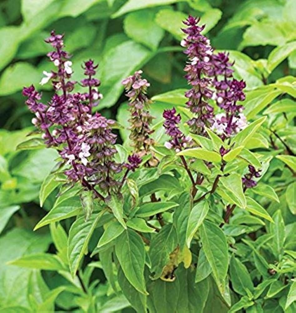 Basil Plants known for growing Green