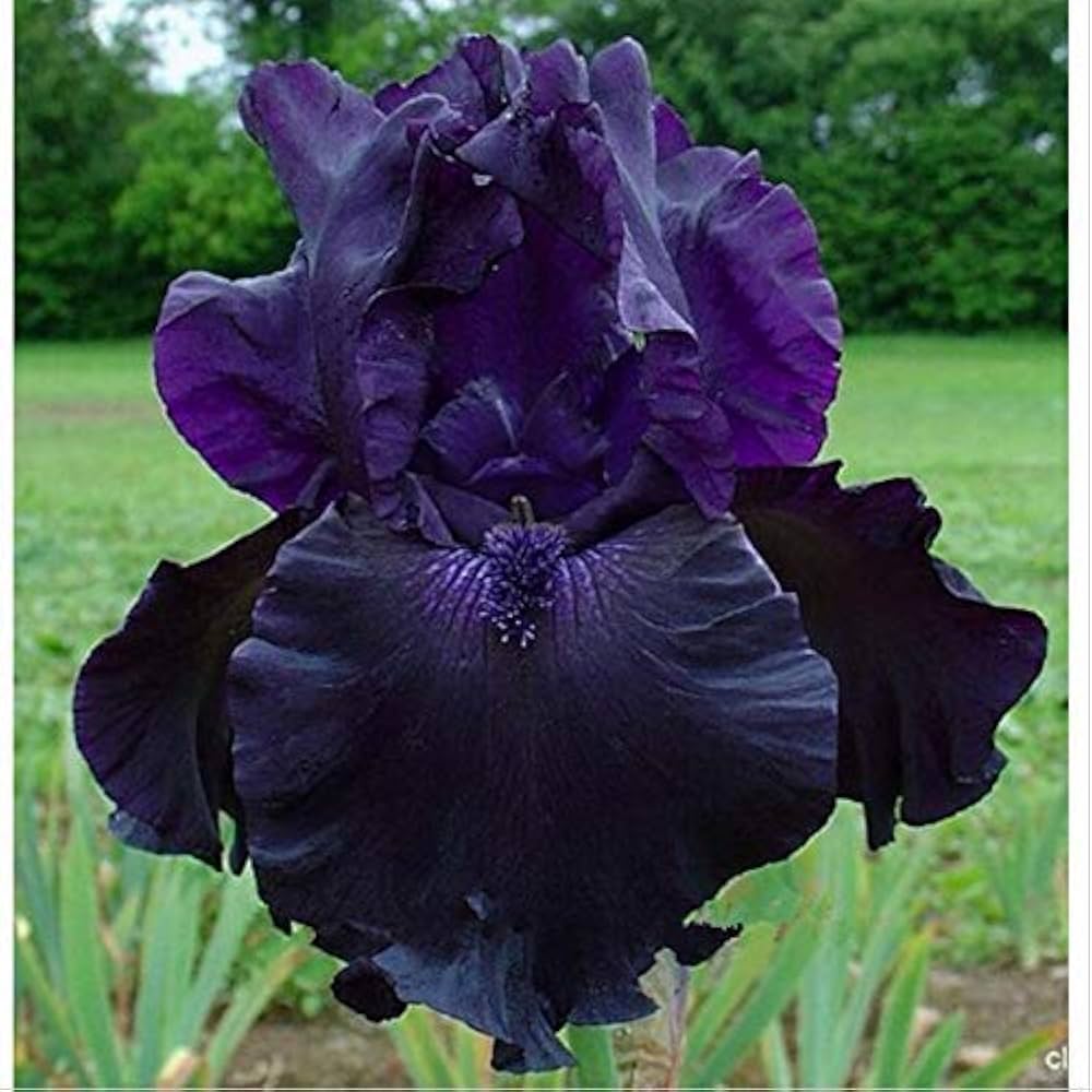 Iris Iris Tectorum Chinese Flower Seeds for Planting – Rare Variety for Backyard Gardening and Shaded Borders