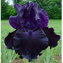 Iris Iris Tectorum Chinese Flower Seeds for Planting – Rare Variety for Backyard Gardening and Shaded Borders