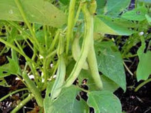 Top Crop Bush Bean (Phaseolus vulgaris) for planting in home garden