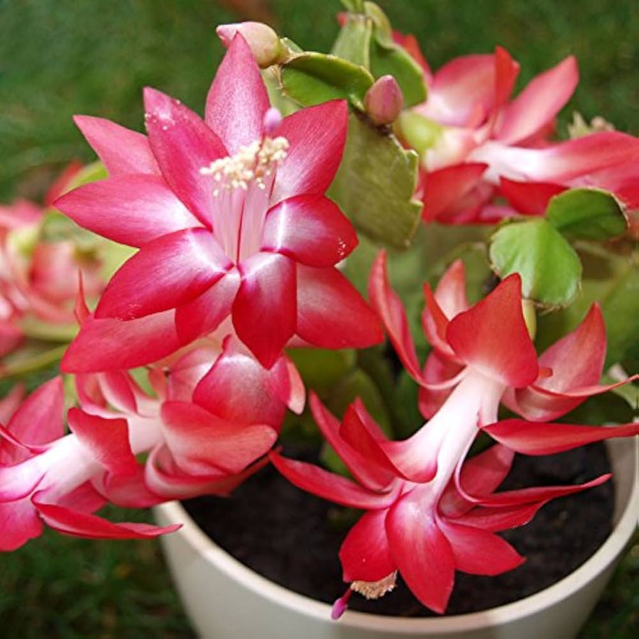 Christmas Cactus Schlumbergera Truncata Flower Seeds for Planting in Indoor Pots and Hanging Containers - for planting in home garden