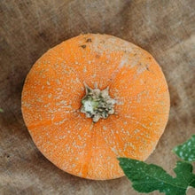 Pumpkin Cucurbita Pepo Winter Luxury Seeds prized among growers for fall Harvest