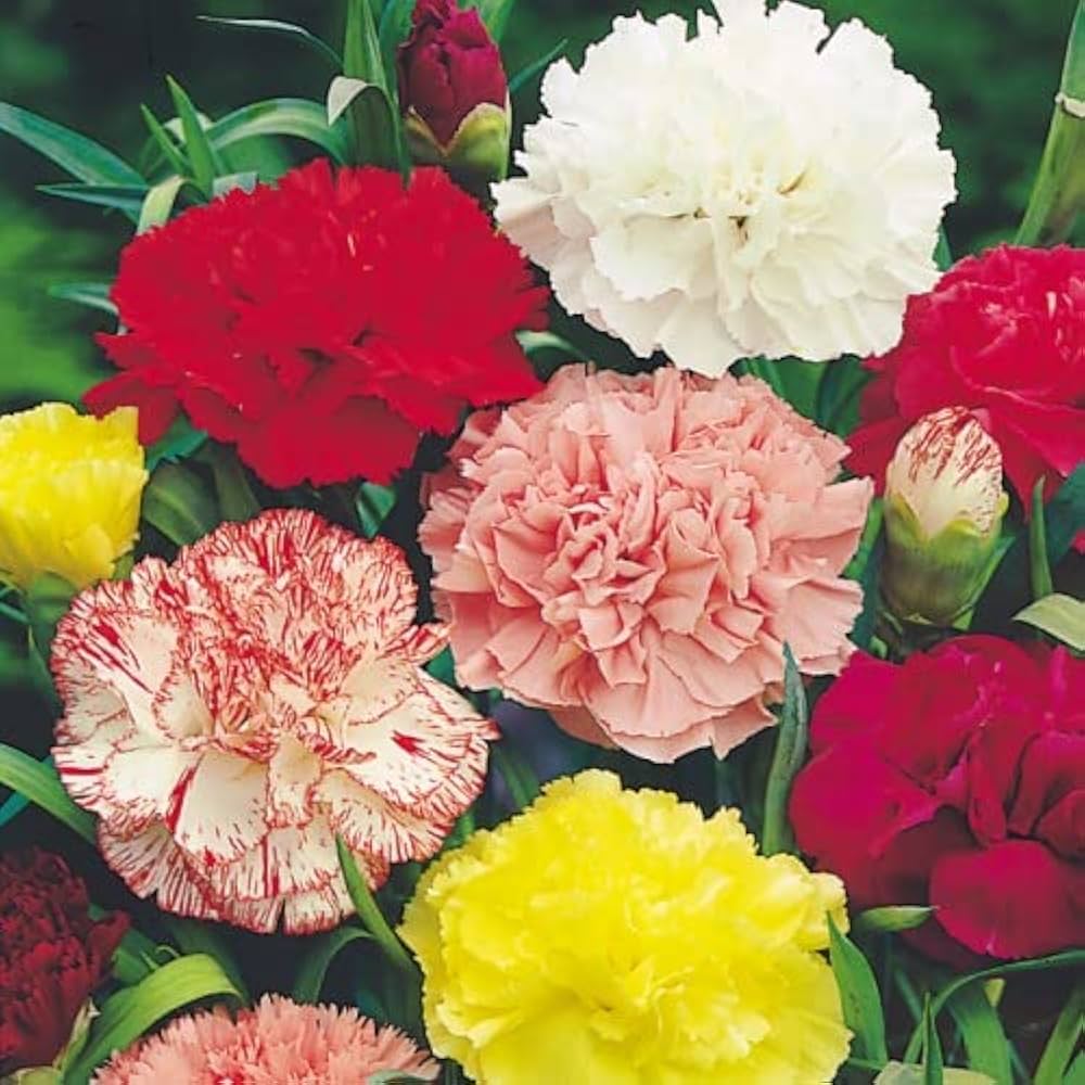 Carnation flower Dianthus caryophyllus seeds for planting in backyard garden with mixed colors