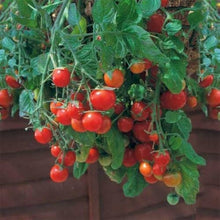 Tumbling Tom Red Tomato Seeds (Solanum lycopersicum) for productive rows in the hanging baskets and vertical garden planting