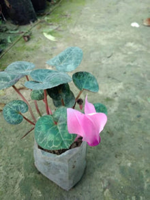 Cyclamen Cyclamen Persicum Rabbit Ear Seeds for seasonal color across the Indoor Shaded Garden Spaces