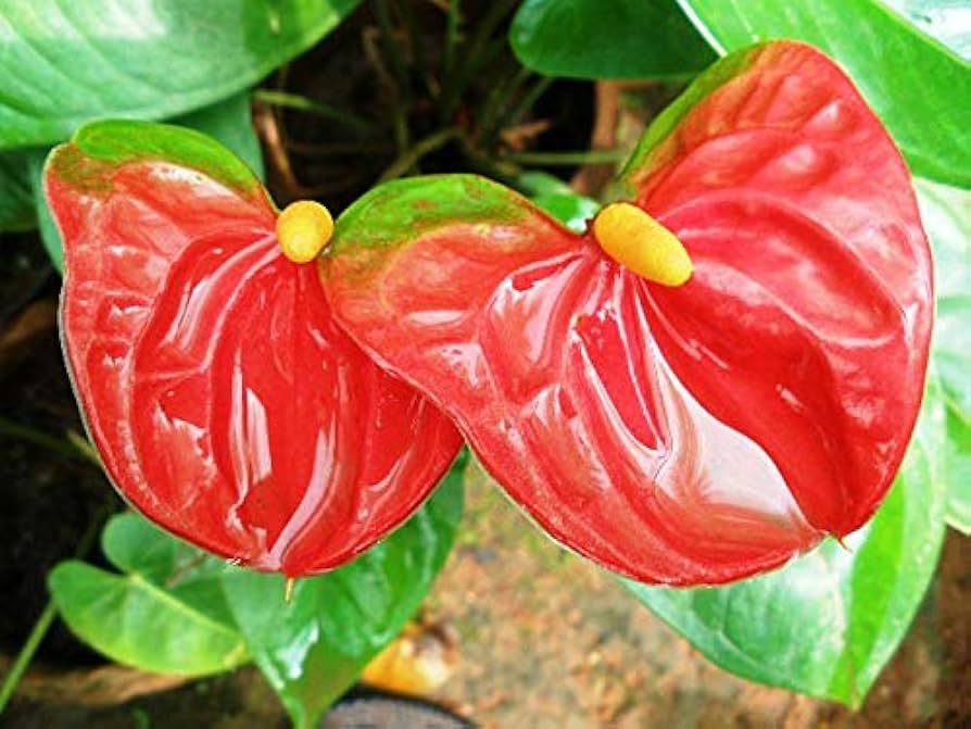 Anthurium Flower Seeds â€“ Tropical Houseplant with Bright Glossy Flowers