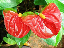 Anthurium Flower Seeds â€“ Tropical Houseplant with Bright Glossy Flowers