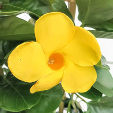 Mandevilla Sanderi Seeds (Mandevilla sanderi) for vertical growth across the Climbing Garden