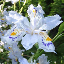 Mixed Color Iris Seeds (Iris germanica) for long-term planting in the Bonsai Urban Flower Bed