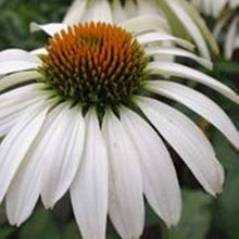 Echinacea White Seeds (Swan coneflower) for a lasting display in the long-blooming perennial beds