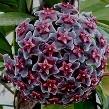 Hoya Carnosa Seeds for a colorful addition to any planting