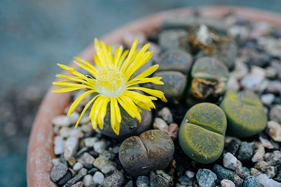 Succulent Lithops Pseudotruncatella Cactus Seeds for Planting – Succulent Seeds for Indoor Pots and Low-Maintenance Decor