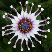 Osteospermum Seeds (Dimorphotheca ecklonis) for a lasting display in the Flower Bed