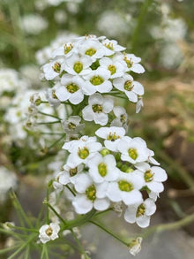 Alyssum Aphrodite Series White Annual Seeds for colorful blooms in the Flower Bed