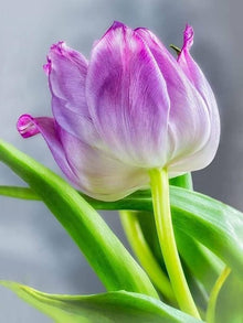 Purple and White Double Tulip Tulipa Gesneriana Seeds for a bright addition to the Flower Bed & Urban Garden