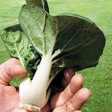 Joi Choi Seeds for colorful blooms in the Flavorful Garden
