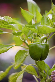 Sweet Bell Pepper Seeds (Capsicum annuum) for growers stocking the Urban Raised Beds