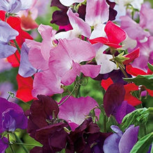 Early Multiflora Mix Sweet Pea Seeds for a fresh homegrown crop from the flower bed