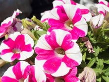 Petunia Seeds for reliable seasonal color