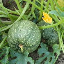 Zucchini Cucurbita pepo Tonda di Toscana vegetable seeds for planting in kitchen garden or backyard beds - for planting in home garden