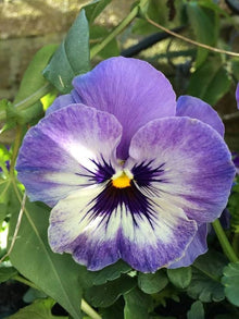 Pansy Seeds for growers seeking a long-blooming display