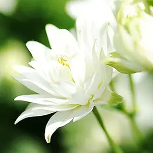 Double White Barlow Columbine for flower garden planting