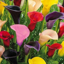 Calla Lily Bulbs for growers seeking a long-blooming display