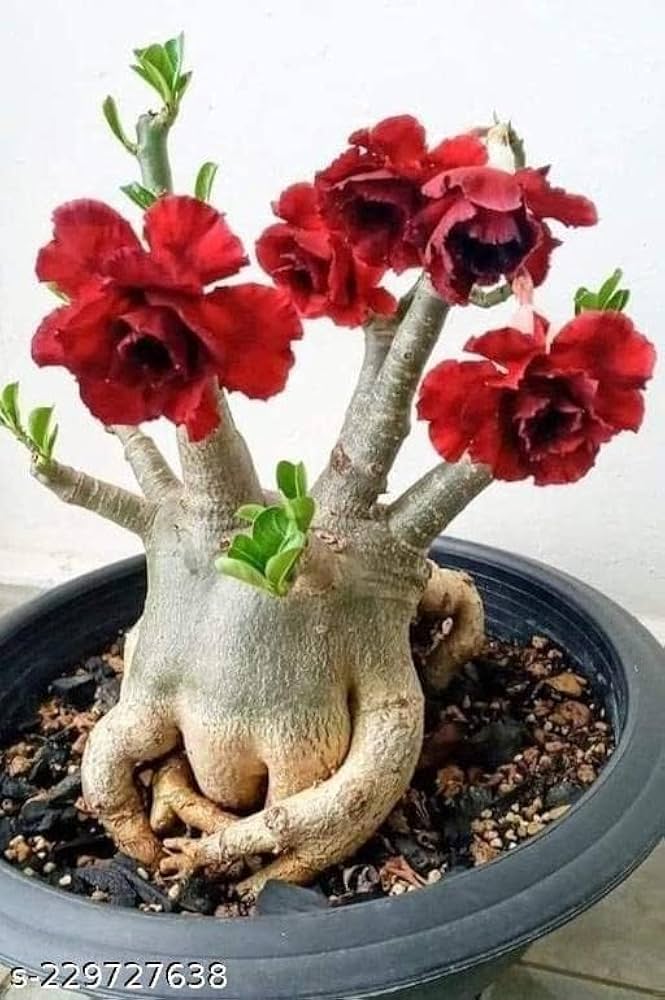 Assorted desert bonsai flower seeds for flower bed and home garden