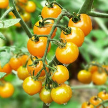Tomato Solanum Lycopersicum Giant Seeds valued by growers for backyard Slicing