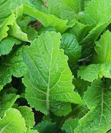 Florida Mustard Brassica juncea for planting in vegetable patch