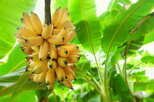 Banana Seeds (Musa spp.) for growers wanting a homegrown harvest