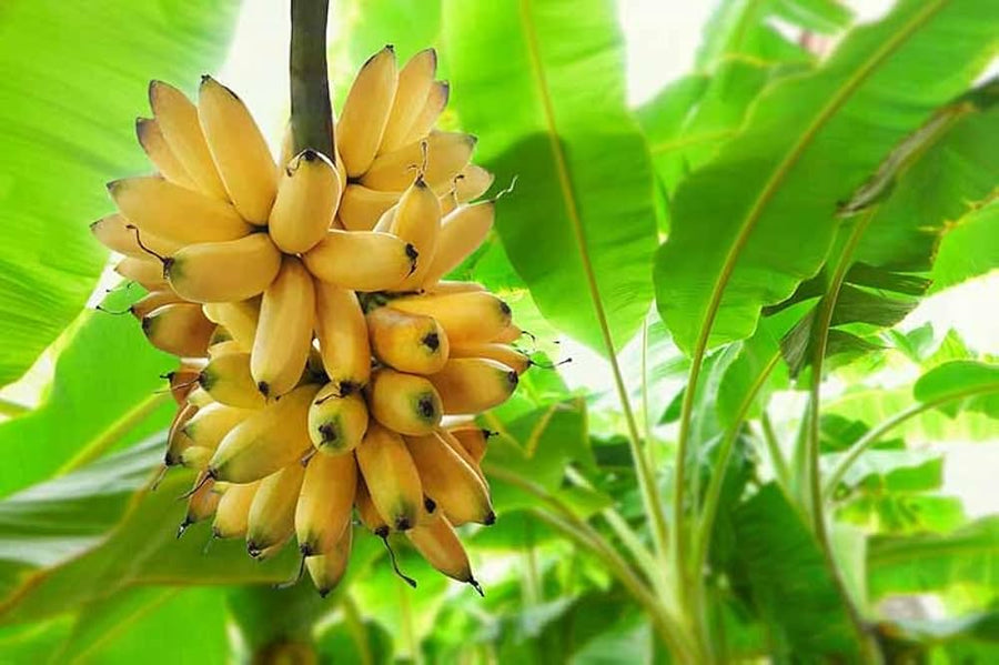 Banana Musa acuminata fruit seeds