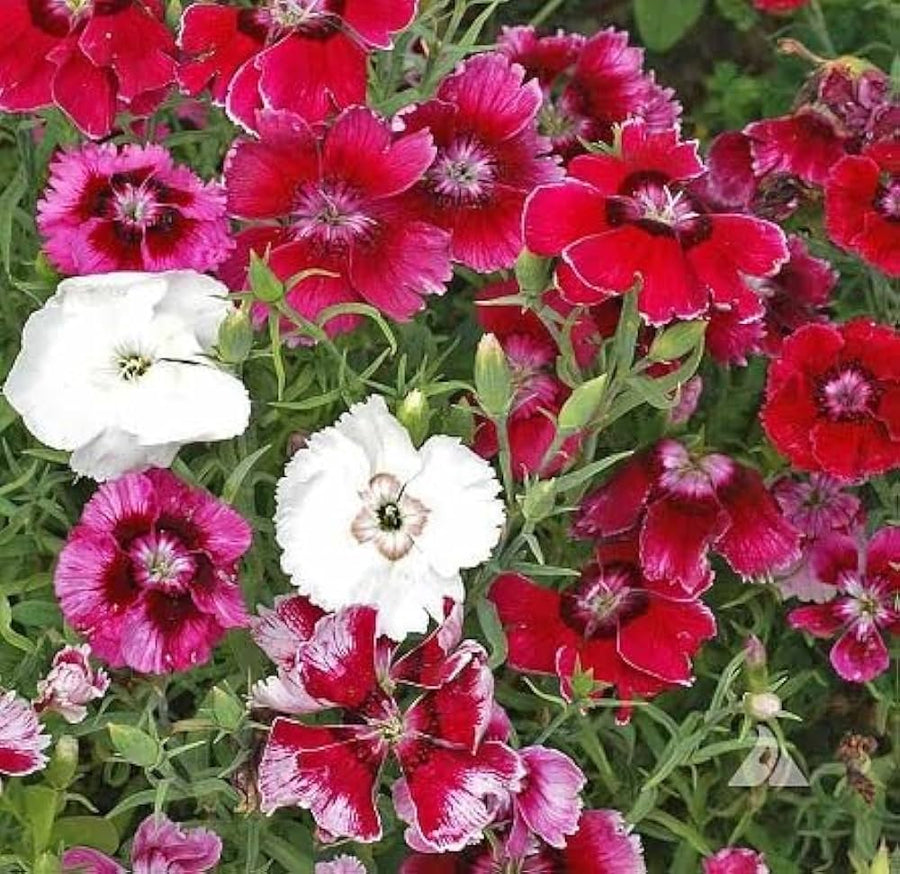 Dianthus Groundcover Dianthus spp for planting in garden