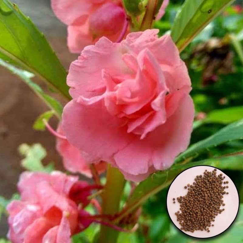 Balsam Impatiens Balsamina bonsai flower seeds for planting in indoor pots and decorative home garden areas - for planting in home garden
