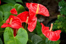 Anthurium Seeds for a colorful addition to any planting