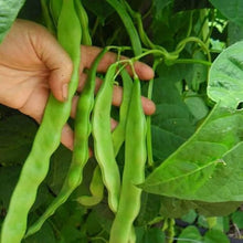 Hyacinth Bean Seeds (Lablab purpureus) for a fresh homegrown crop from the vegetable patches and home gardens
