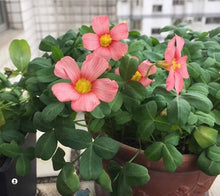Wood Sorrel Oxalis Triangularis Red Herb Seeds for a bright addition to the Indoor Kitchen Garden Use