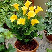 Lily Zantedeschia Aethiopica Giant Calla Seeds for a lasting display in the Garden Ornamental Pots