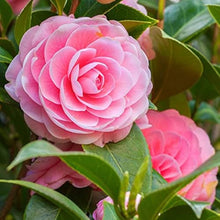 Camellia Japonica – Camellia japonica – for shrub garden planting