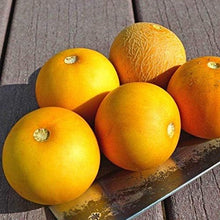 Peach Melon Seeds (Cucumis melo) for a reliable harvest in the Garden