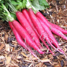 Radish Seeds (Raphanus sativus) for a fresh homegrown crop from the Backyard Garden