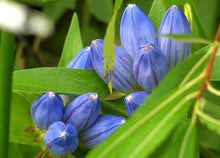 Gentiana Andrewsii Bottle Gentian Seeds for reliable seasonal color