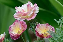 Poppy Eschscholzia Californica Thai Sill California Seeds for seasonal color across the Container Gardens