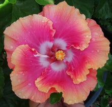Hibiscus Moscheutos Rare Giant Orange Pink Seeds prized for backyard Bold Displays