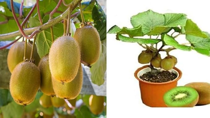Actinidia (Actinidia deliciosa) seeds for home garden & bonsai