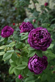 Rose Seeds for seasonal color across the Black Garden